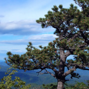 pinus rigida